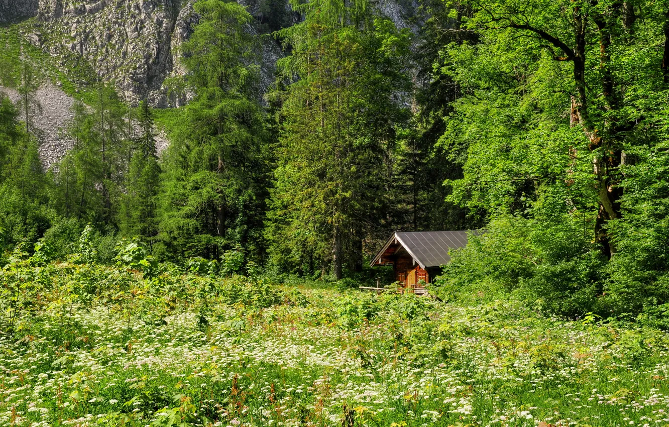 Photo wallpaper forest, grass, trees, mountains, glade, house