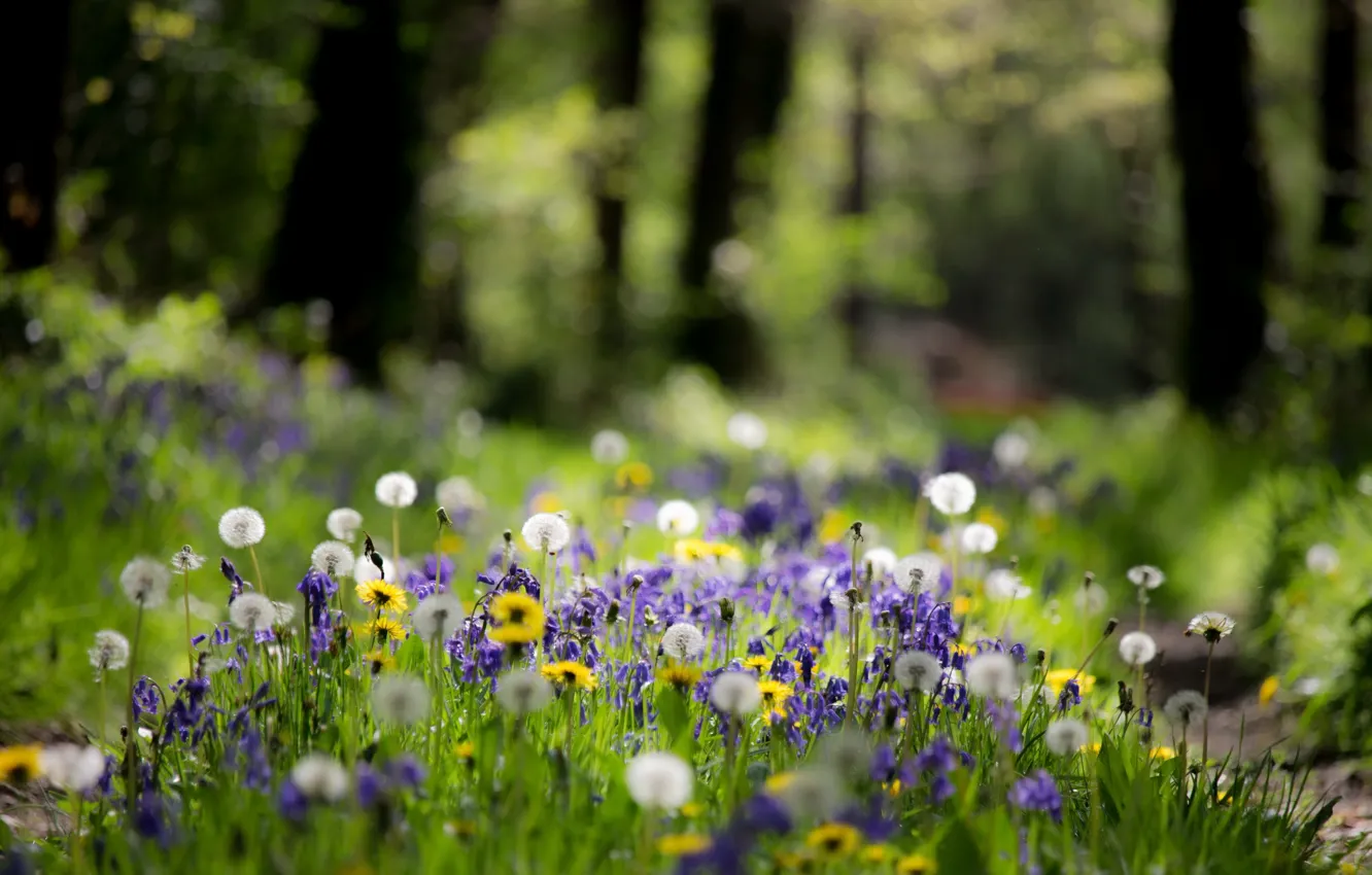 Photo wallpaper forest, summer, nature