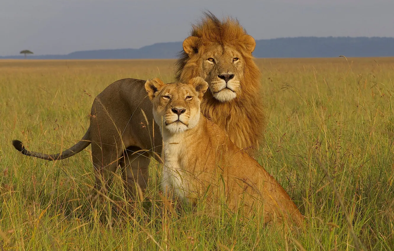 Photo wallpaper field, grass, look, Leo, pair, lioness