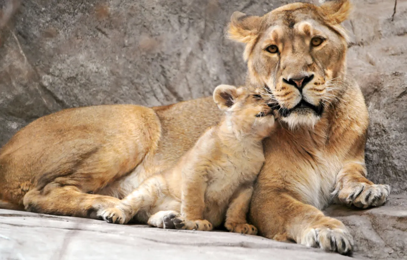 Photo wallpaper cub, lioness, lion, mother