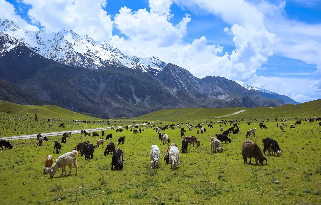 Photo wallpaper mountain, Pakistan, goats, Chitral National Park