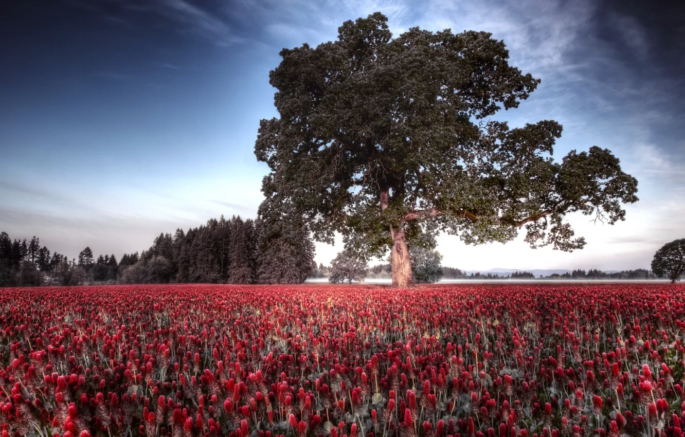 Photo wallpaper field, trees, flowers, nature, tree, spring