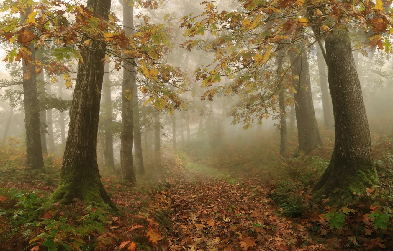 Photo wallpaper autumn, nature, fog