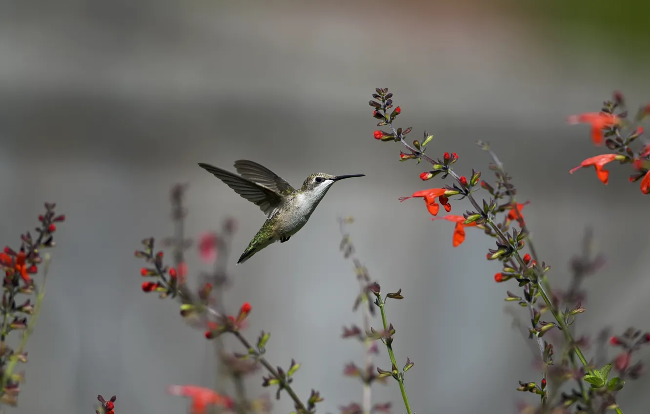 Photo wallpaper flight, flowers, bird, Hummingbird, red