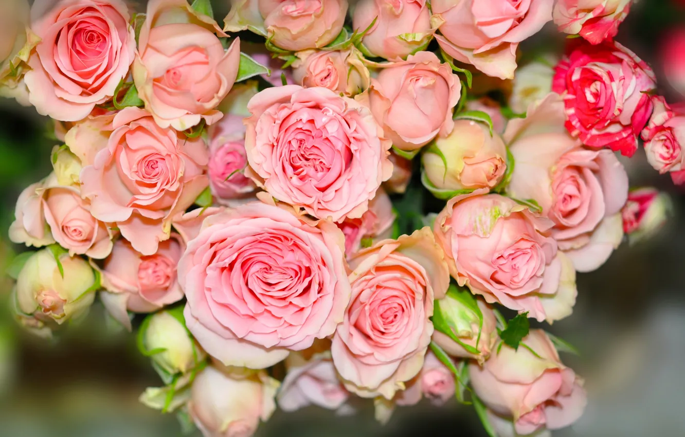 Photo wallpaper roses, bouquet, buds