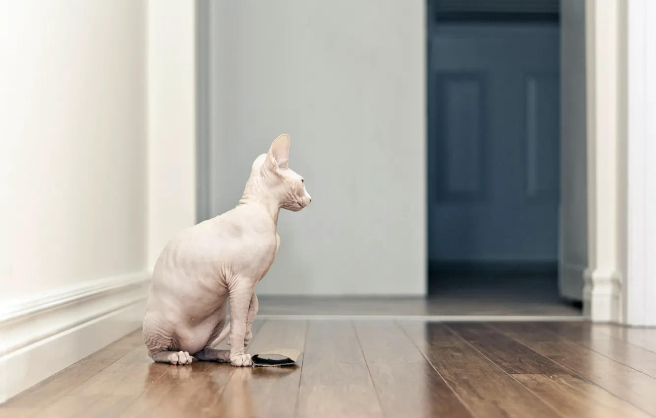 Photo wallpaper cat, house, Sphinx