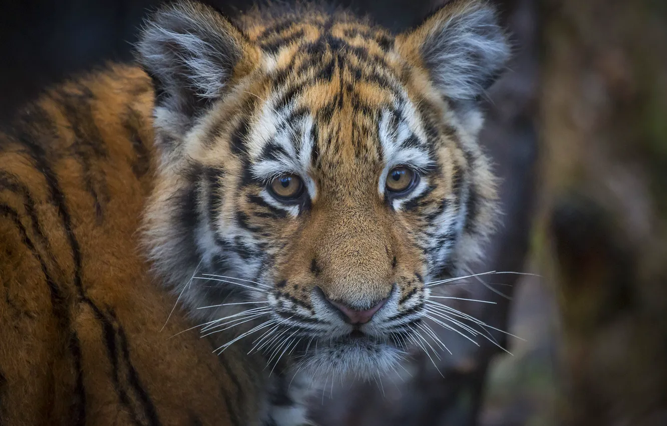 Photo wallpaper tiger, portrait, face, tiger