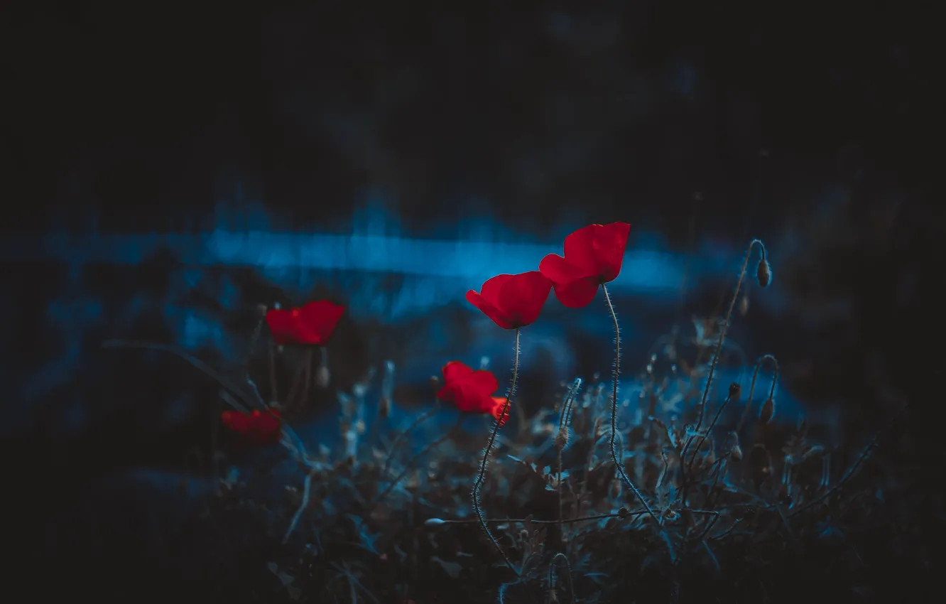 Photo wallpaper summer, flowers, Maki