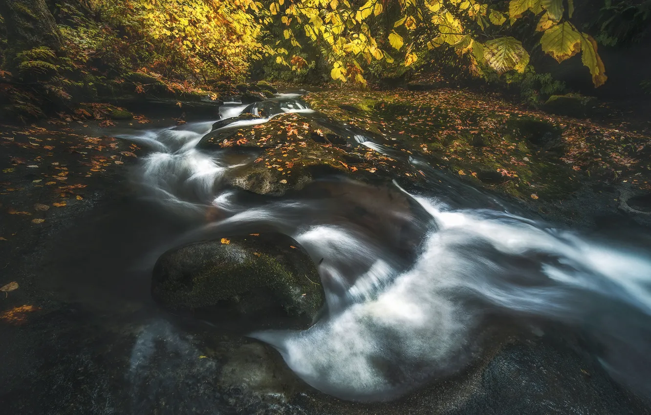 Photo wallpaper autumn, branches, stream, stones, shore, foliage, waterfall, river
