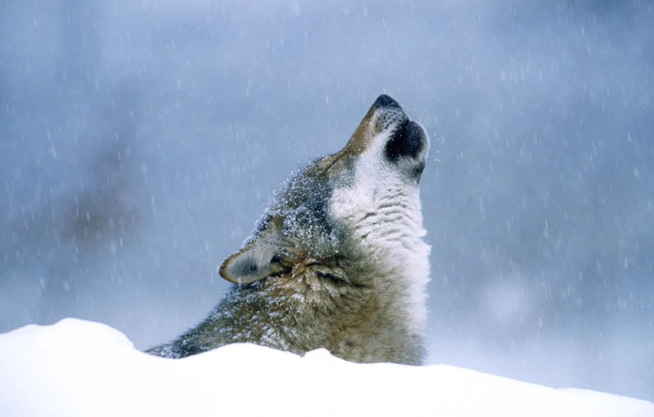 Photo wallpaper winter, snow, Wolf, howling