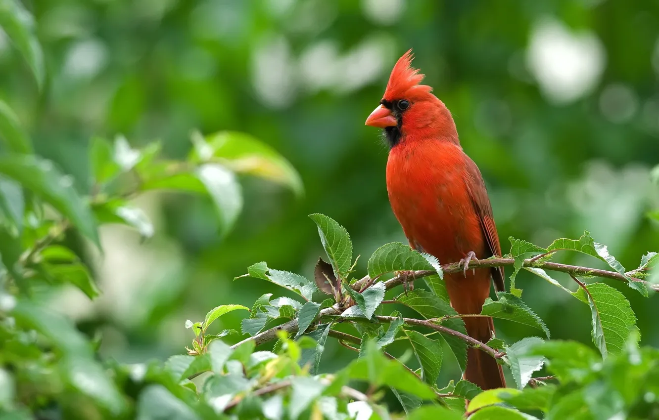 Photo wallpaper animals, red, the cardinals