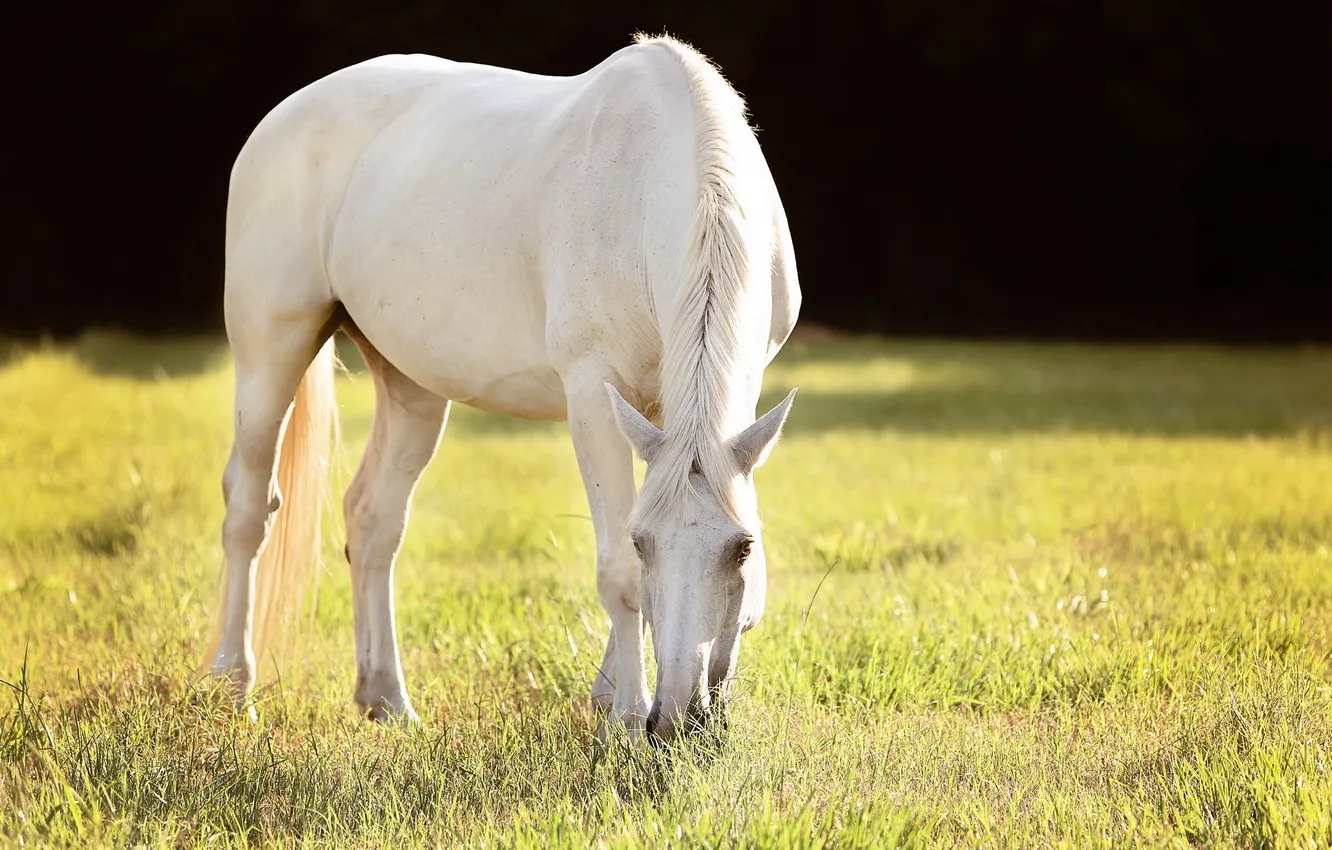 Photo wallpaper field, summer, horse