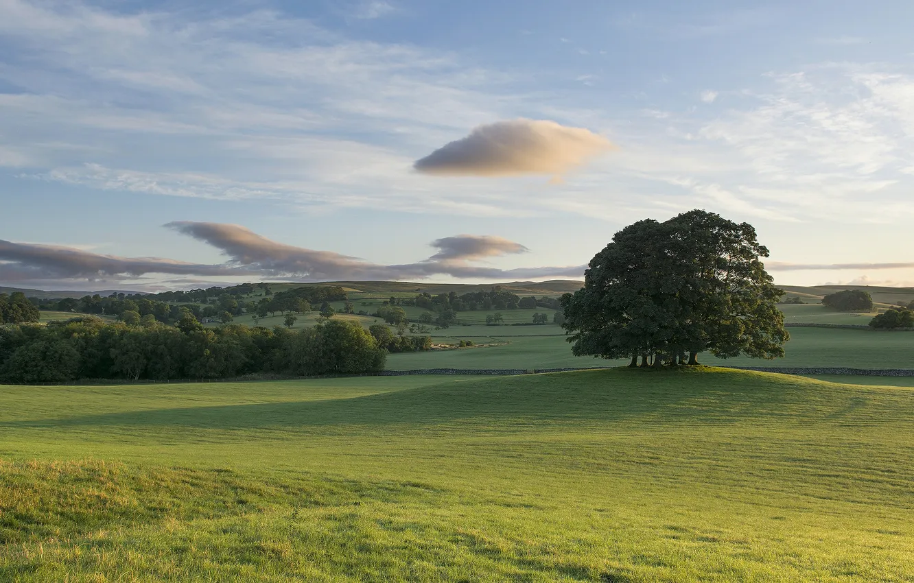 Photo wallpaper trees, nature, meadow