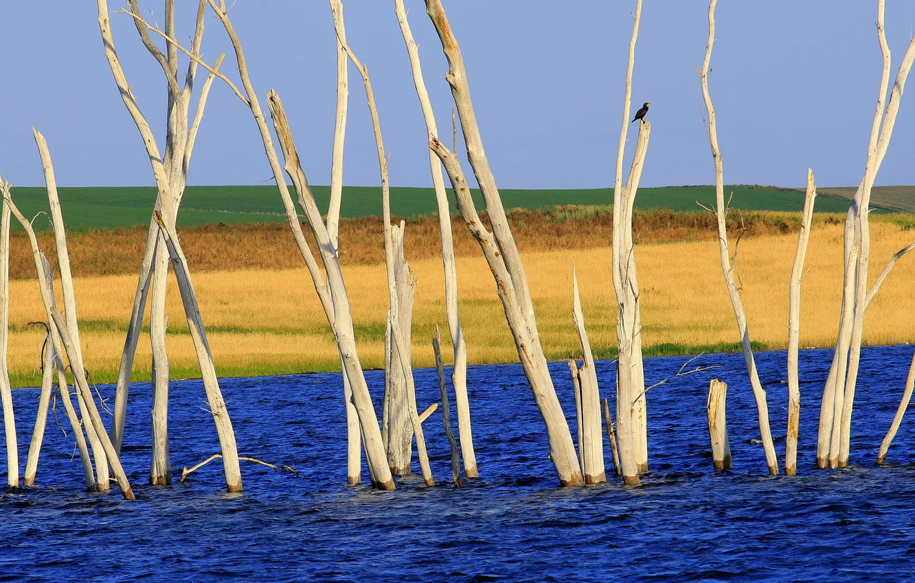 Photo wallpaper field, the sky, water, branches, river, bird, bird