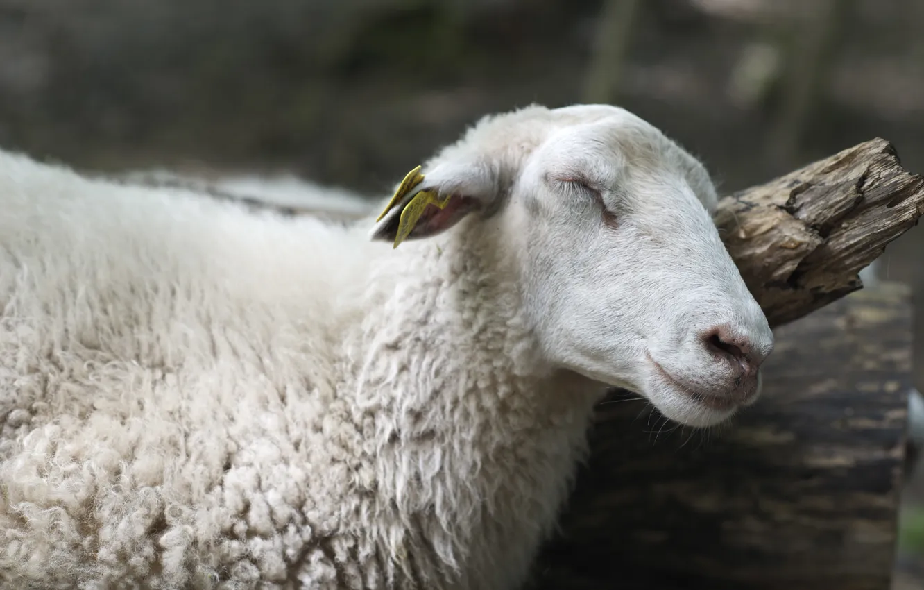 Photo wallpaper trees, serenity, sheep, sleep