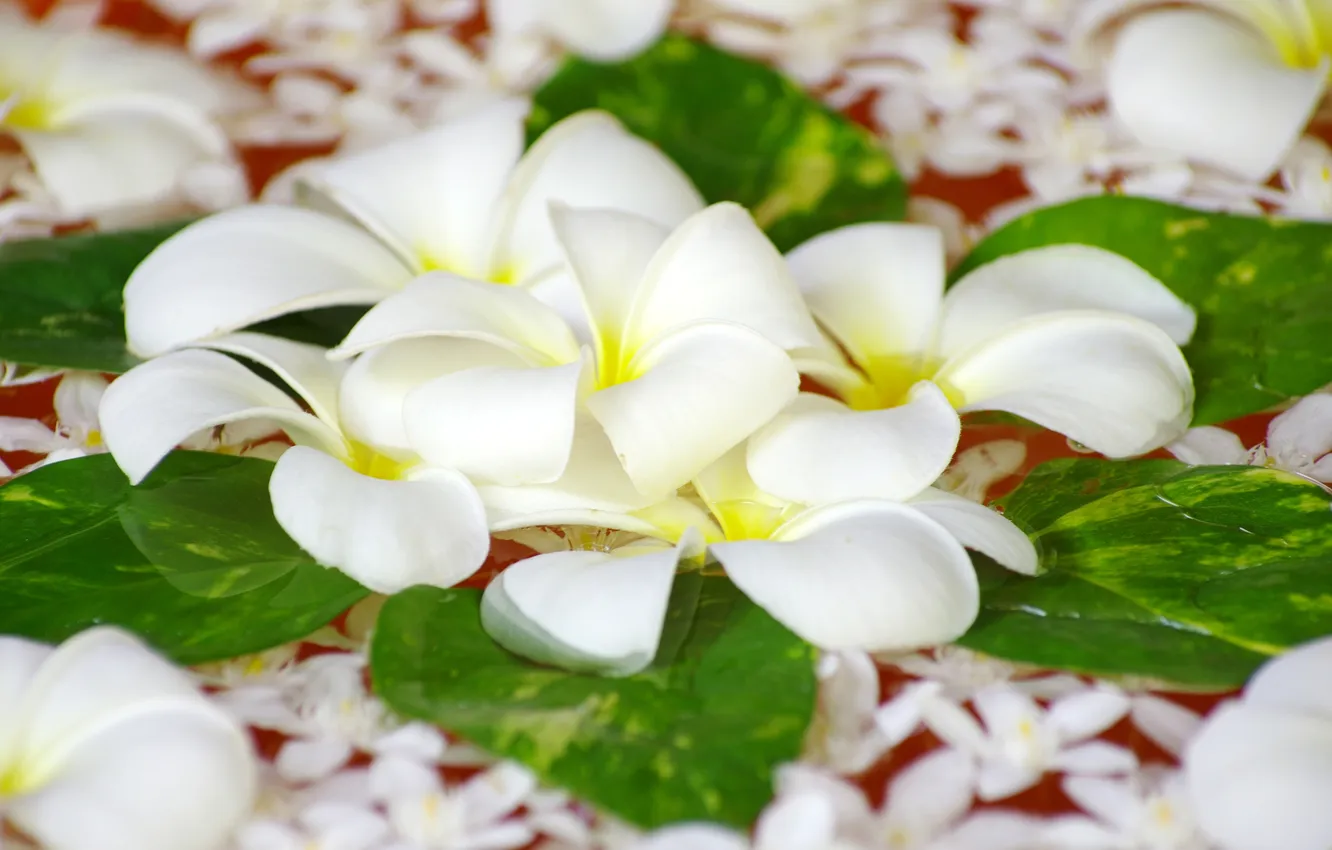 Photo wallpaper water, flowers, petals, white, plumeria