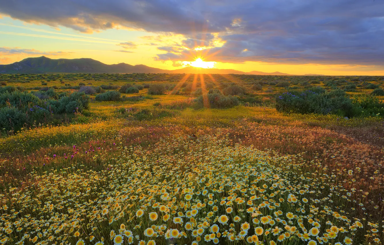 Photo wallpaper field, the sun, rays, flowers, dawn