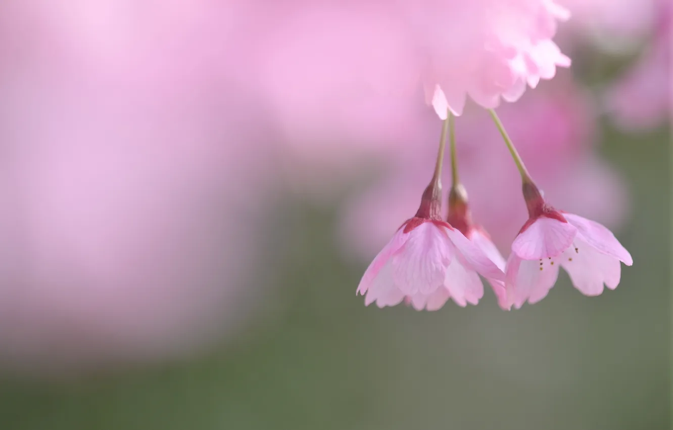 Photo wallpaper flowers, sprig, spring, petals, blur, Sakura, pink