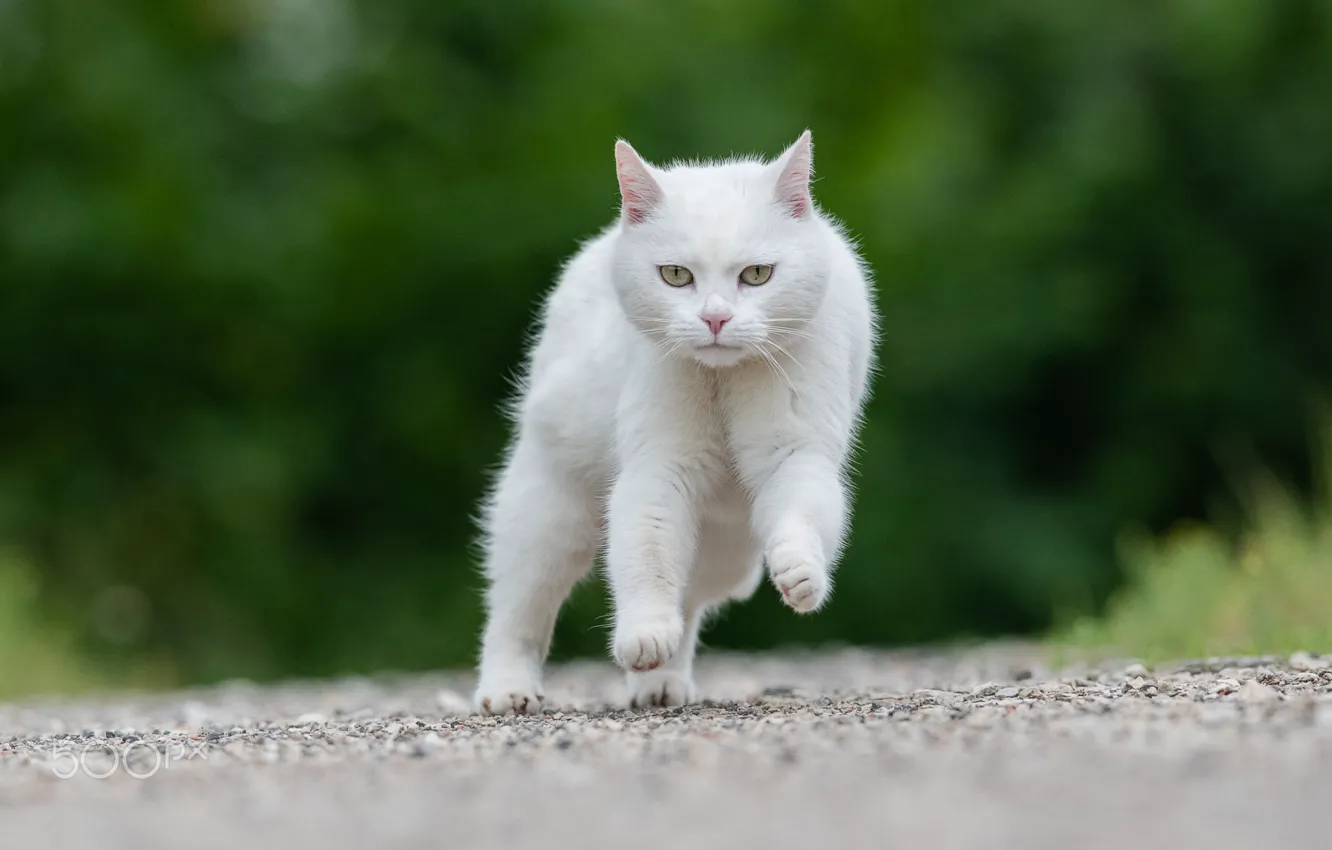 Photo wallpaper blur, runs, white cat