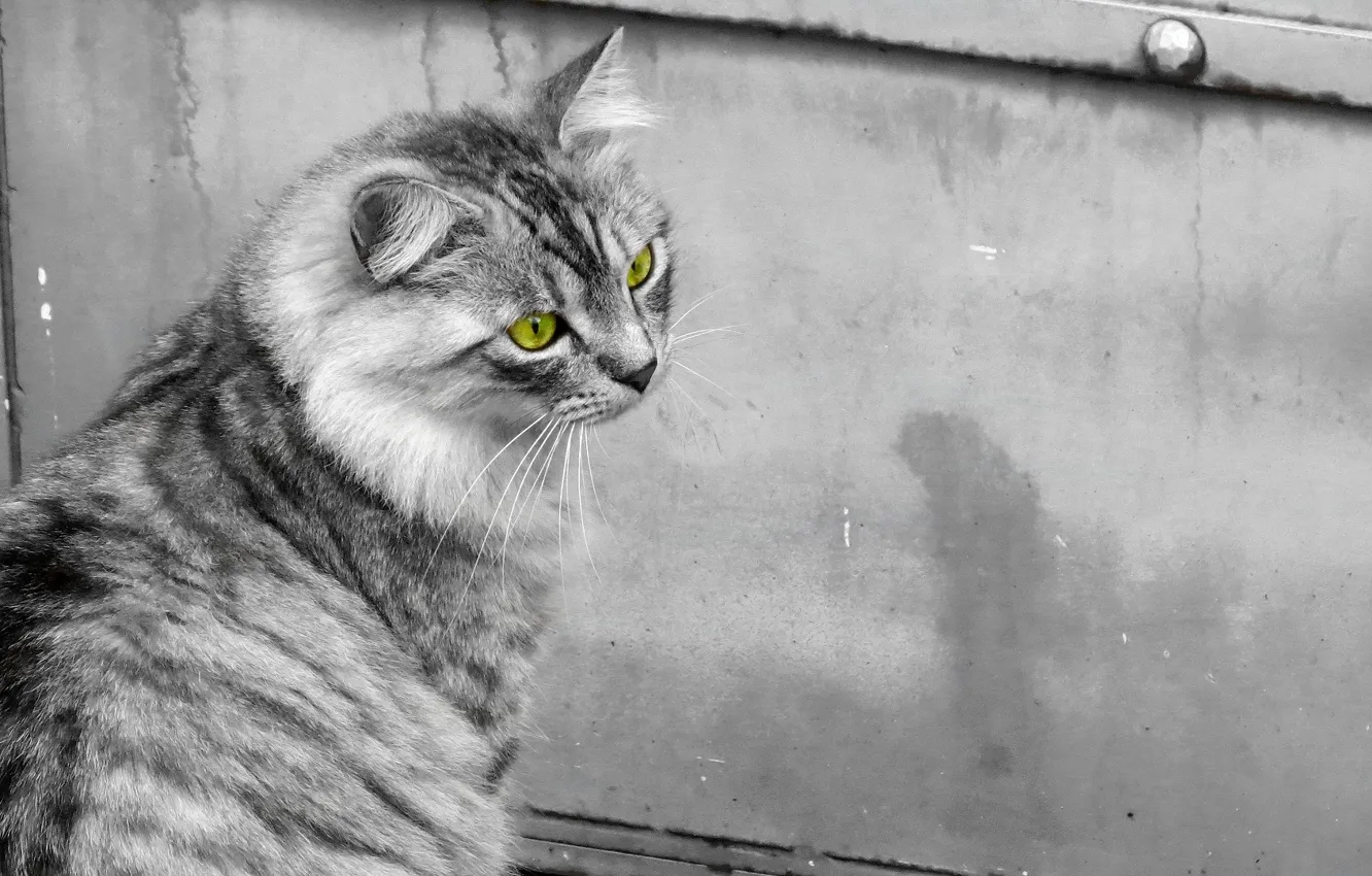Photo wallpaper cat, cat, black and white, cat, green eyes