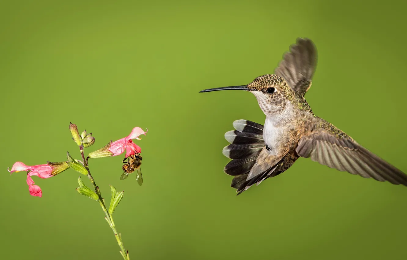 Photo wallpaper flowers, bird, beak, Hummingbird, Montenegro archilochus
