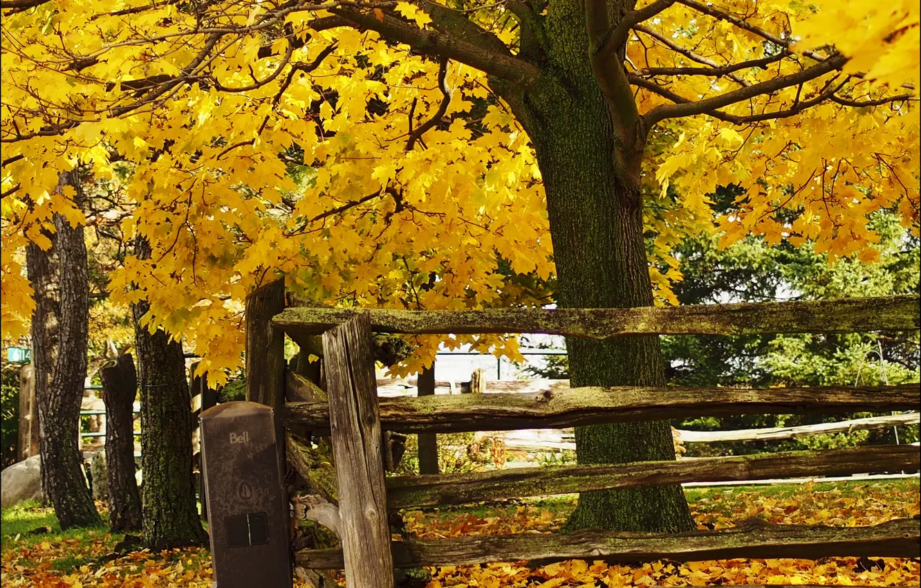 Photo wallpaper trees, autumn, leaves, fence, fall, foliage, wood fence, fall colors