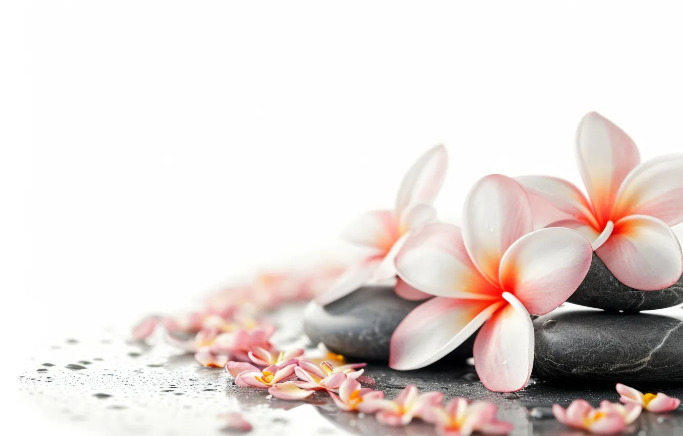 Photo wallpaper flowers, stones, white background, plumeria, AI art, neural network