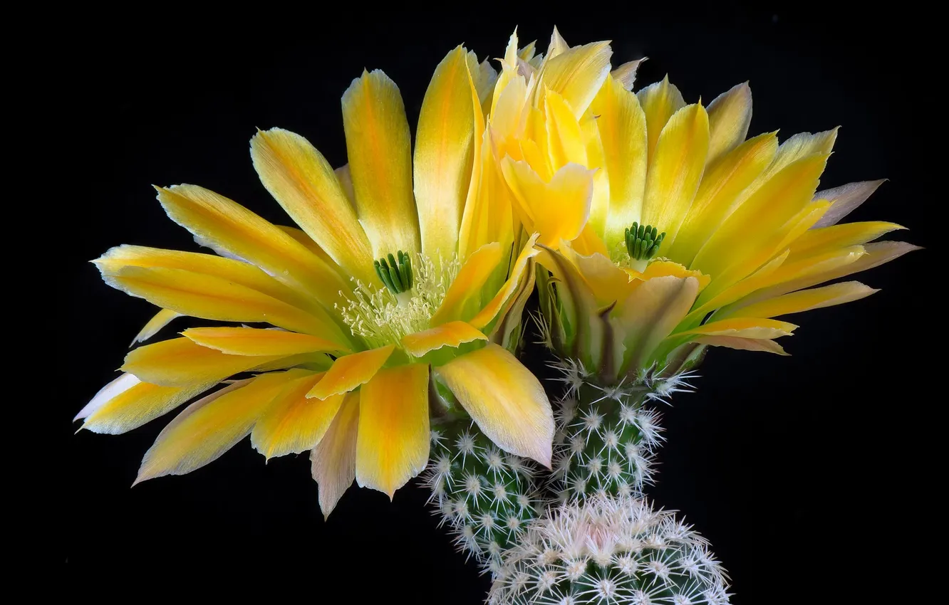 Photo wallpaper flowers, cactus, black background, yellow flowers