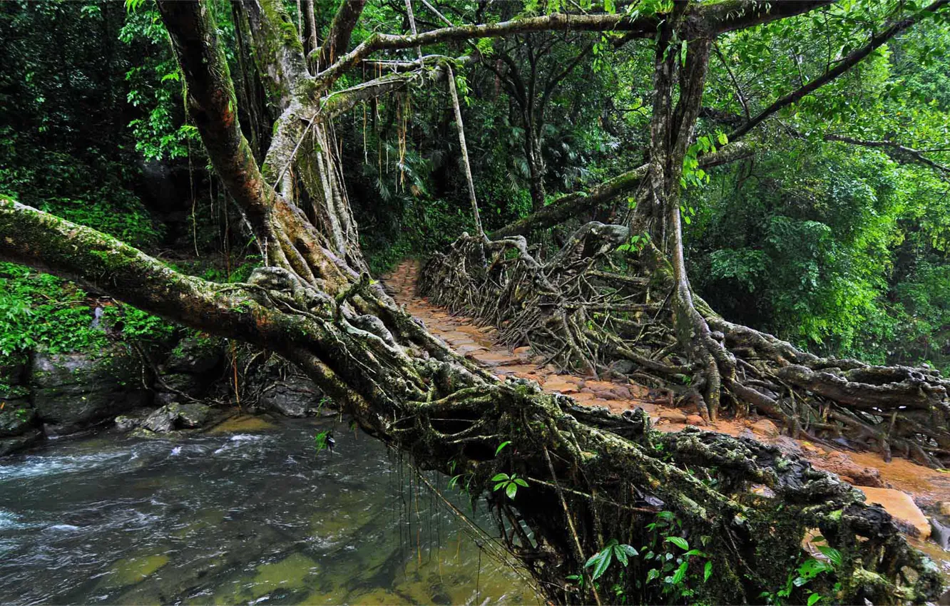 Photo wallpaper roots, India, Meghalaya, living bridge