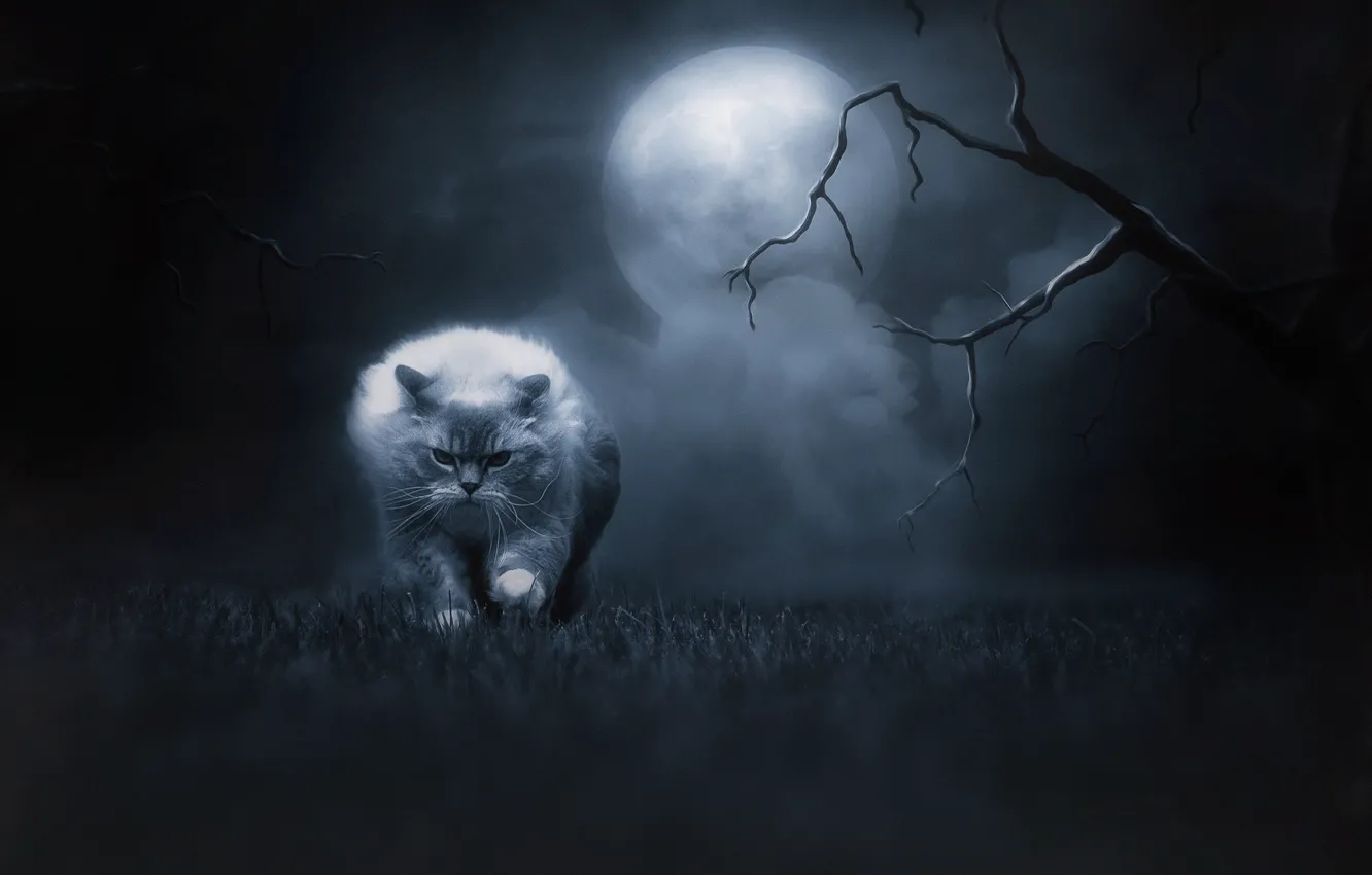 Photo wallpaper cat, grass, cat, look, night, branches, nature, pose