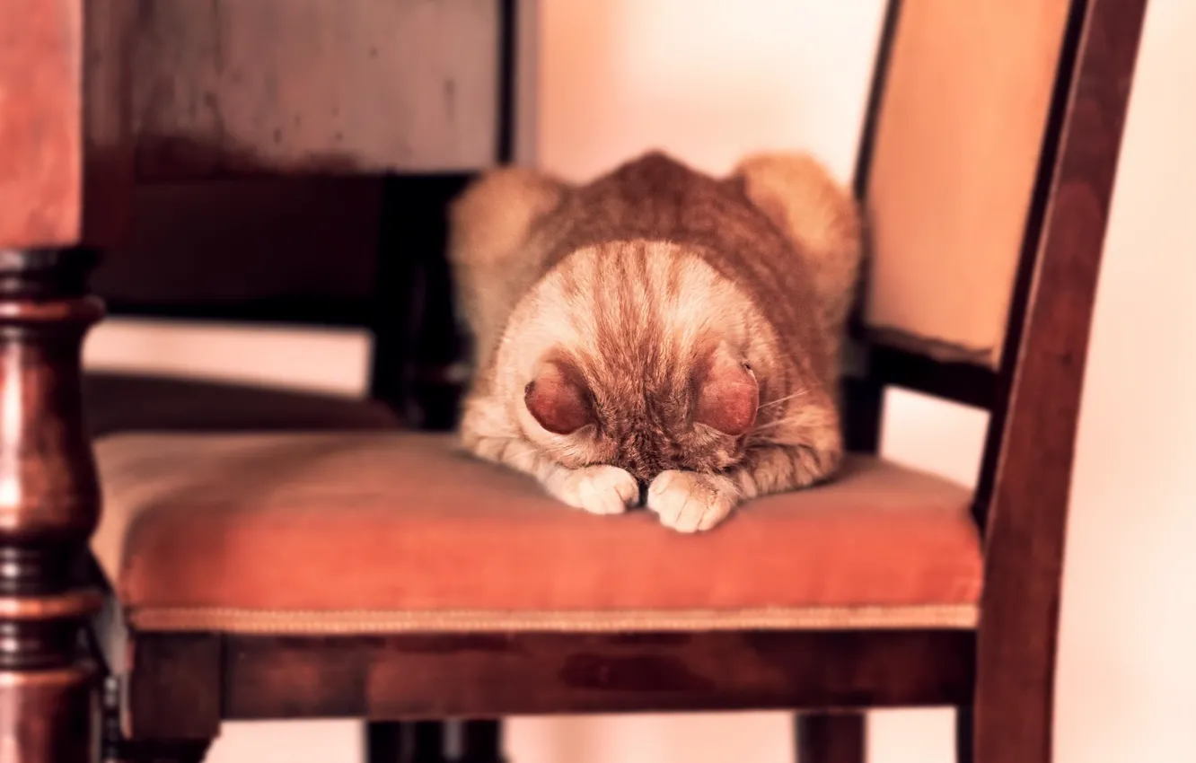 Photo wallpaper cat, house, chair