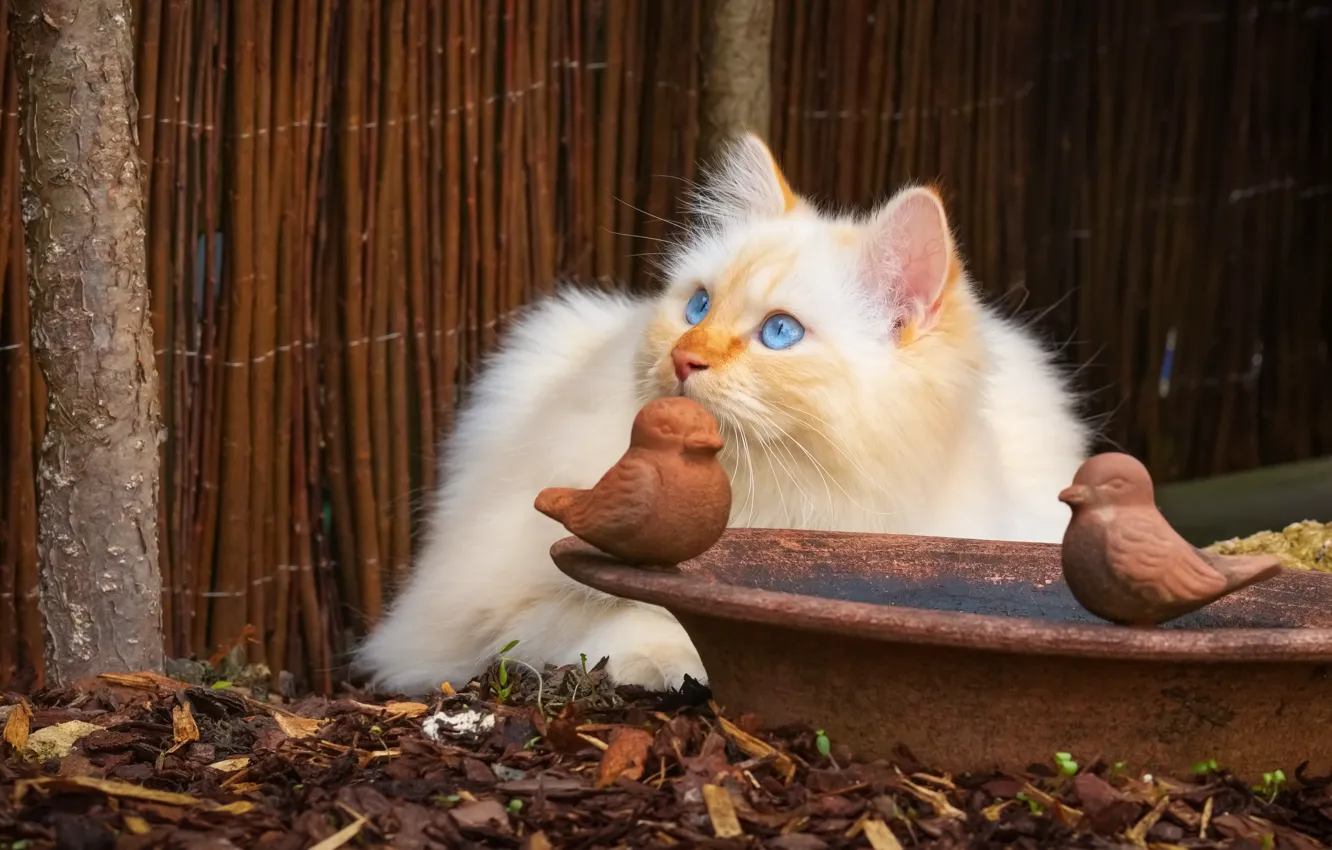 Photo wallpaper cat, cat, look, kitty, the fence, portrait, bowl, fluffy