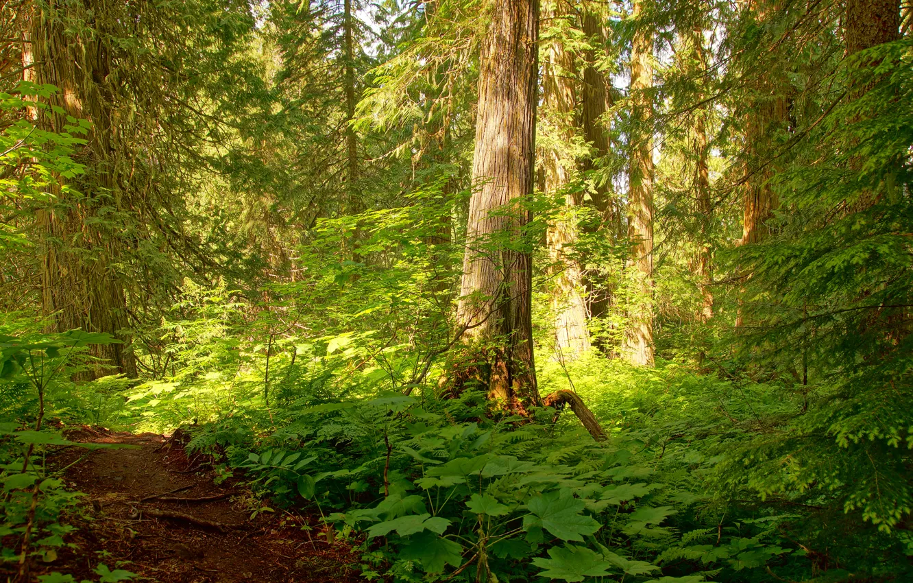 Photo wallpaper forest, light, trees, thickets, path