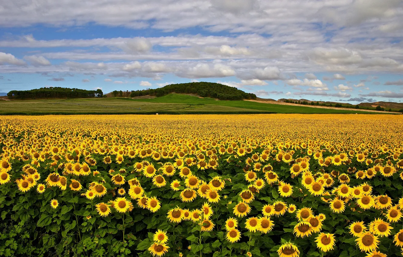 Photo wallpaper field, summer, the sky, clouds, sunflowers, flowers, yellow, hills