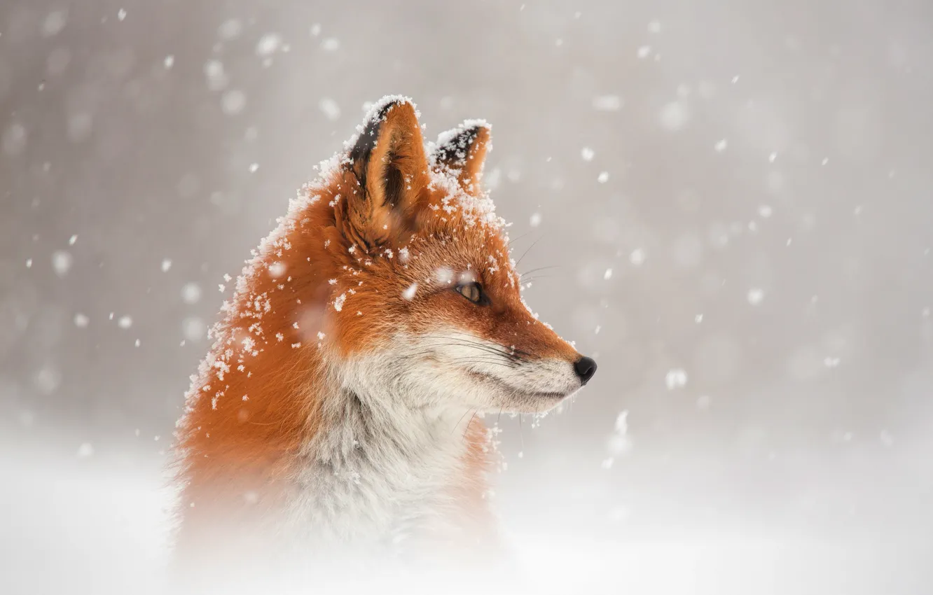 Photo wallpaper winter, snow, Fox, Fox