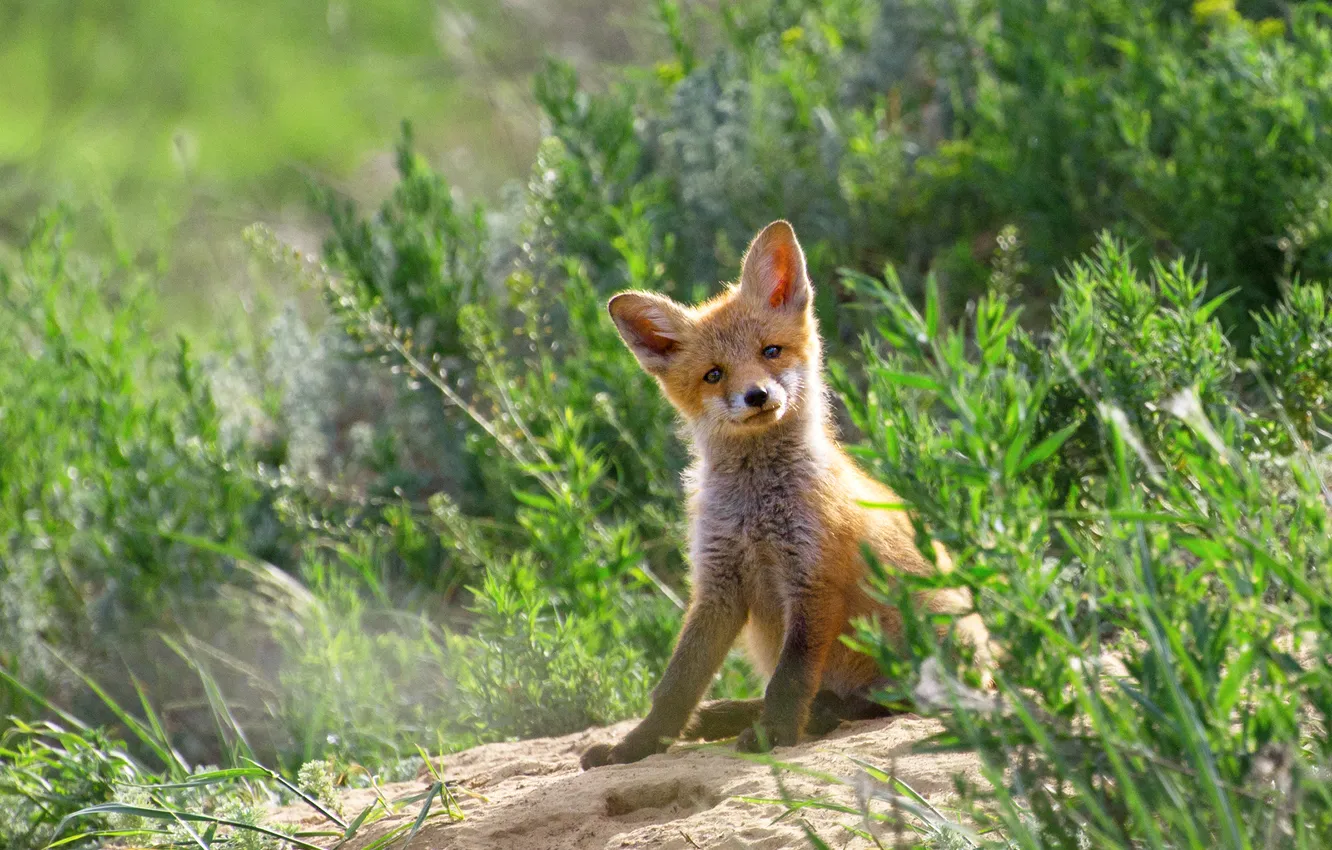 Photo wallpaper Fox, the bushes, Fox