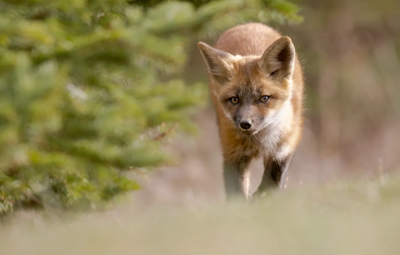 Photo wallpaper look, branches, Fox, walk, needles, bokeh, Fox