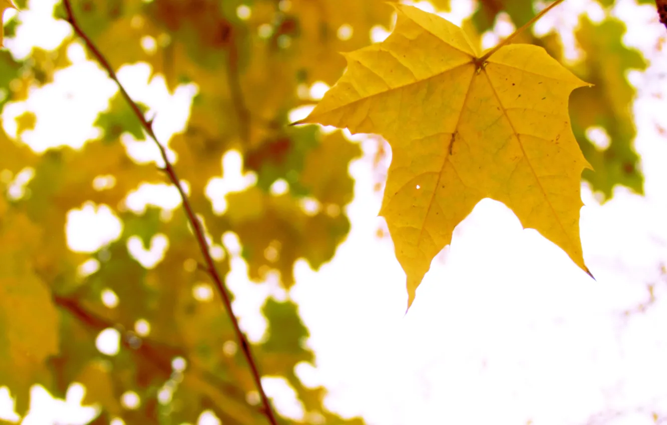 Photo wallpaper autumn, nature, sheet, tree, yellow