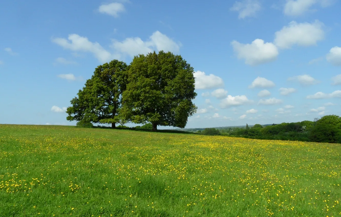 Photo wallpaper clouds, trees, flowers, meadow