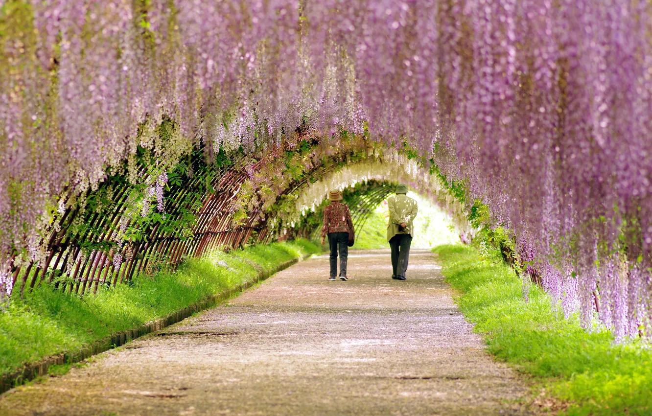 Photo wallpaper road, Park, walk