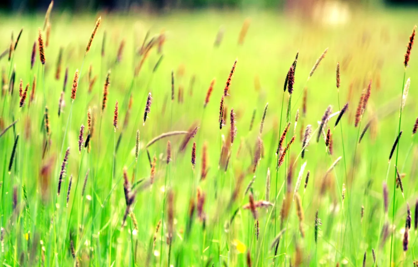 Photo wallpaper field, grass, plant, meadow