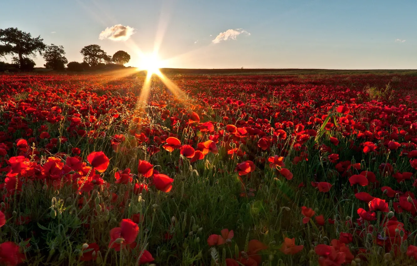 Photo wallpaper field, the sky, the sun, rays, light, red, Maki, spring
