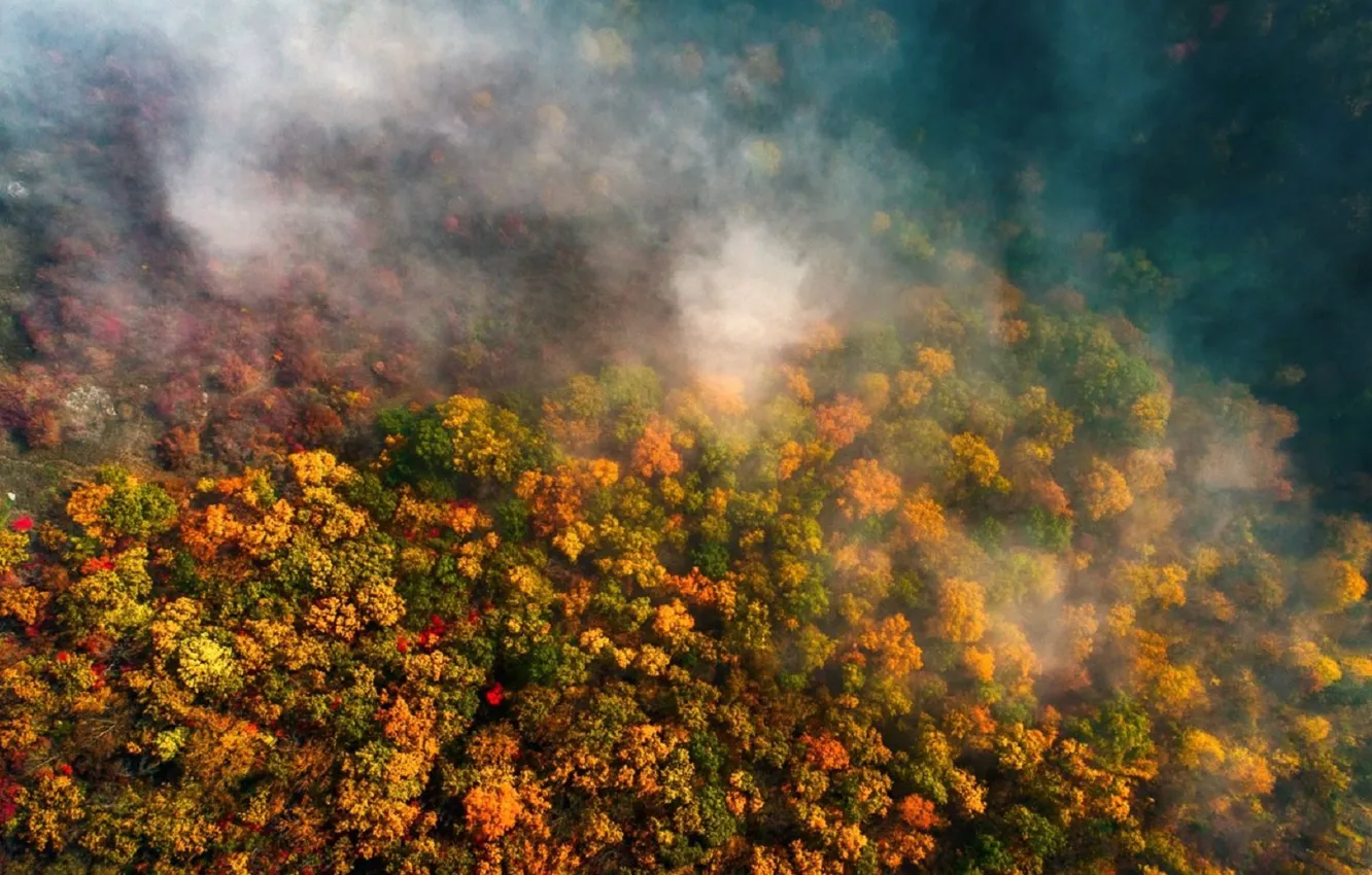 Photo wallpaper forest, trees, nature, drone