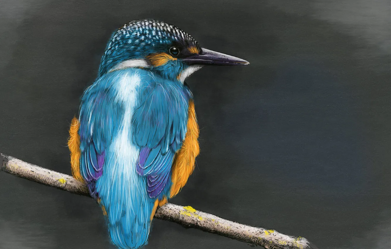 Photo wallpaper branches, bird, Kingfisher, kingfisher