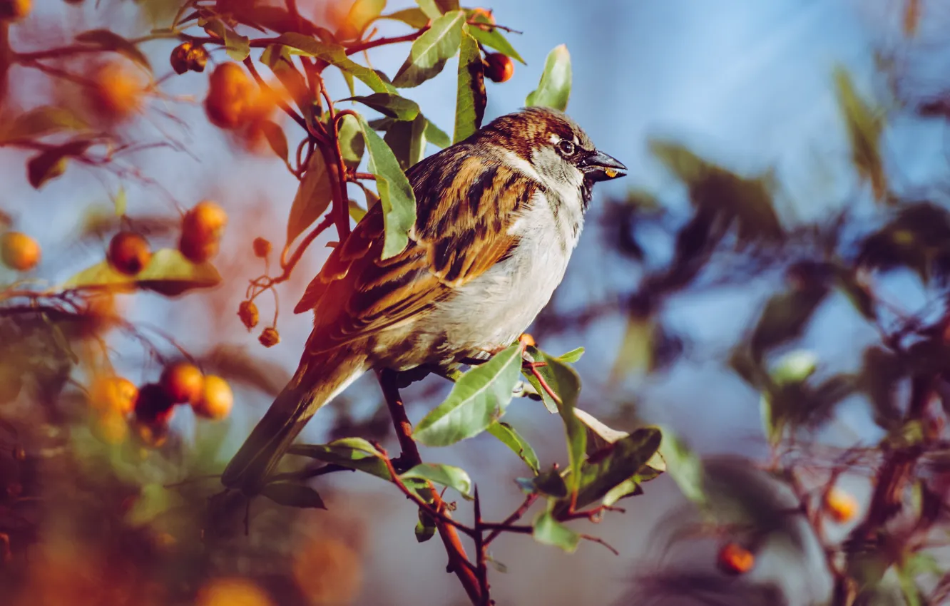 Photo wallpaper leaves, branches, berries, bird, blur, Sparrow, bokeh