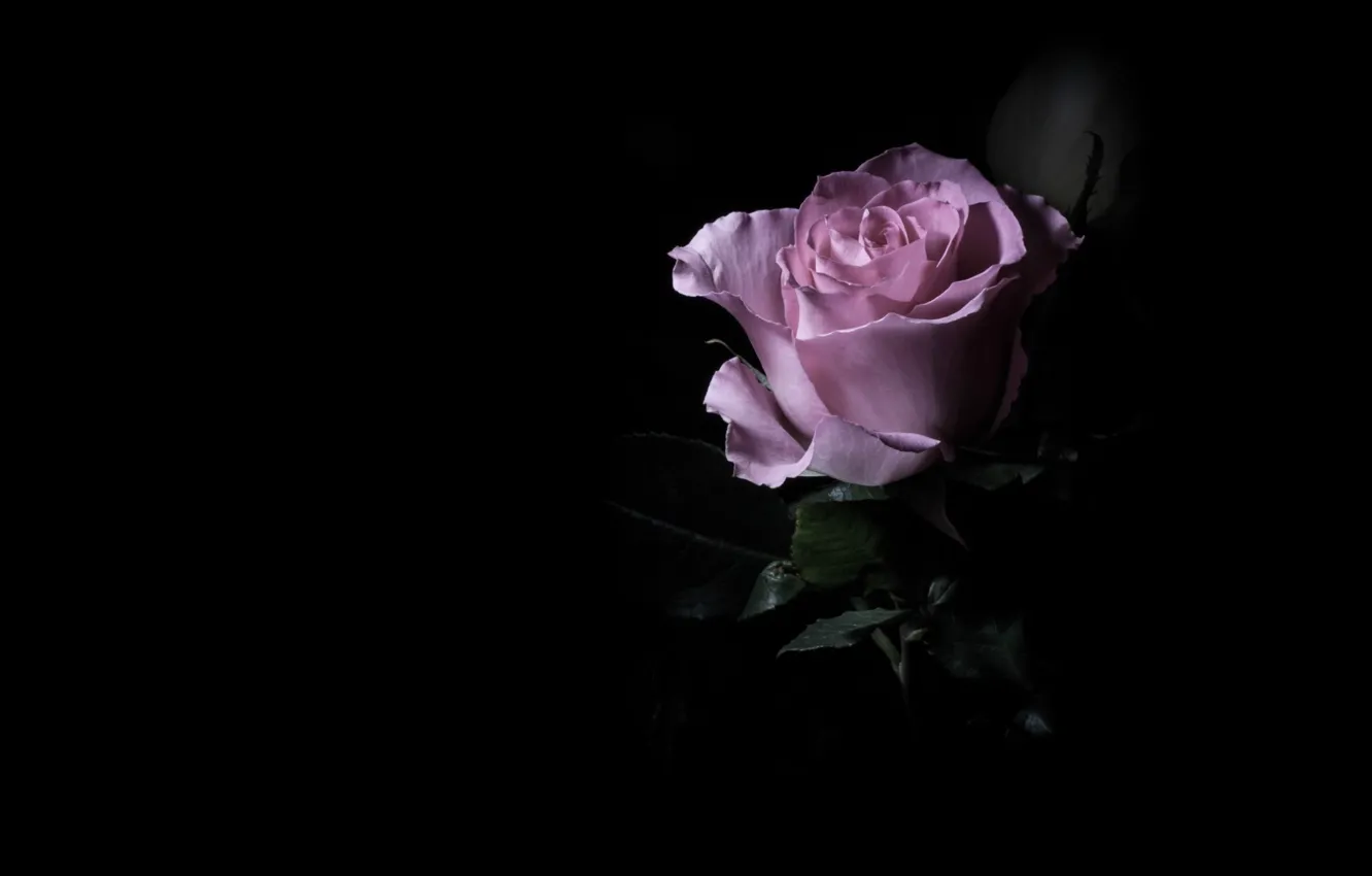 Photo wallpaper flowers, the dark background, one, roses, pink