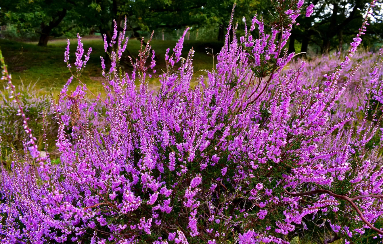 Photo wallpaper flowers, nature, pink, the bushes, Heather