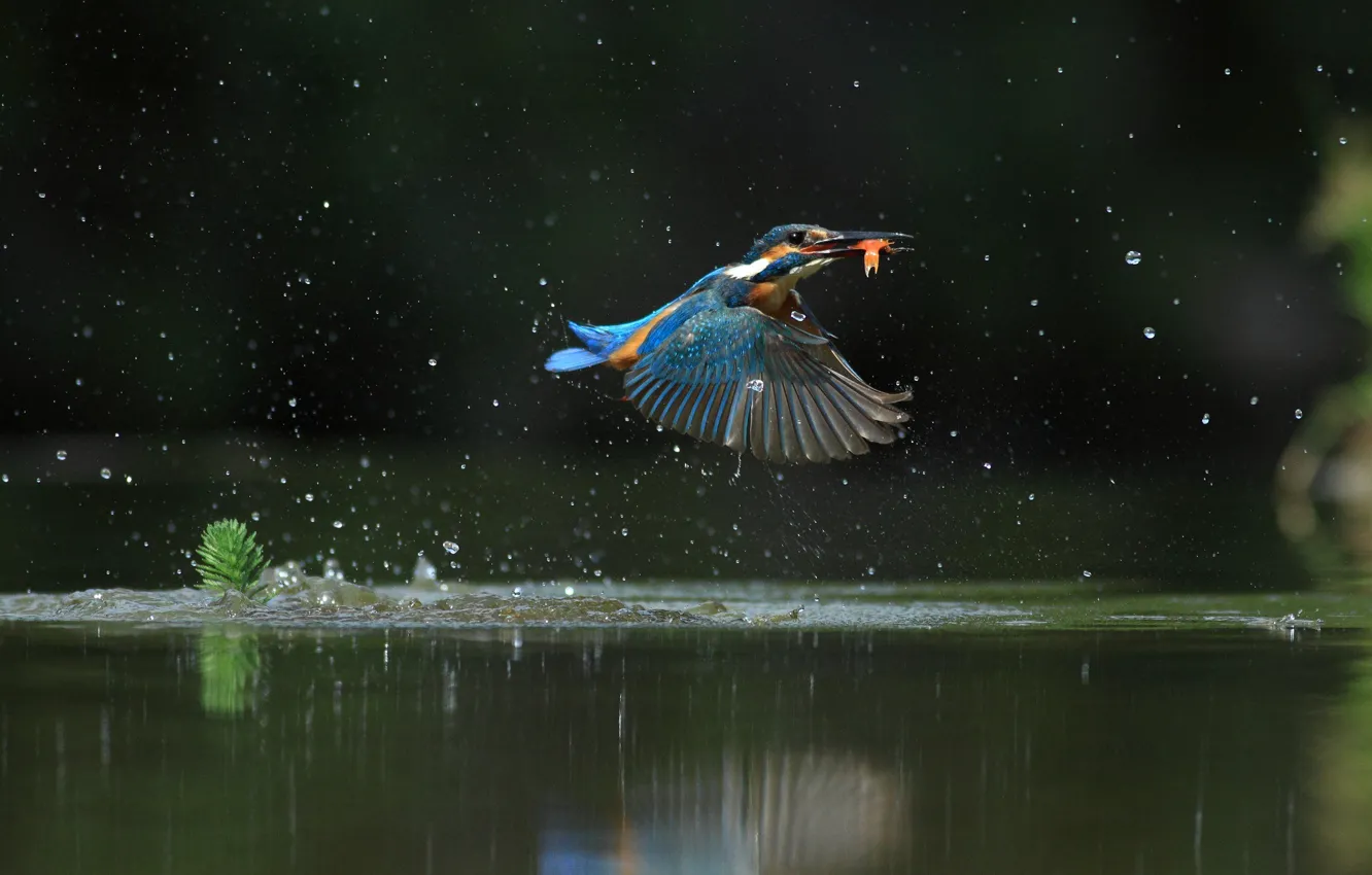 Photo wallpaper water, flight, squirt, Kingfisher, catch, bird