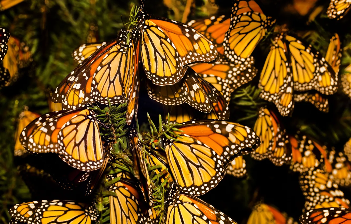 Photo wallpaper nature, background, insect, diversity, wings, picture, Sunny day, Monarch Butterflies