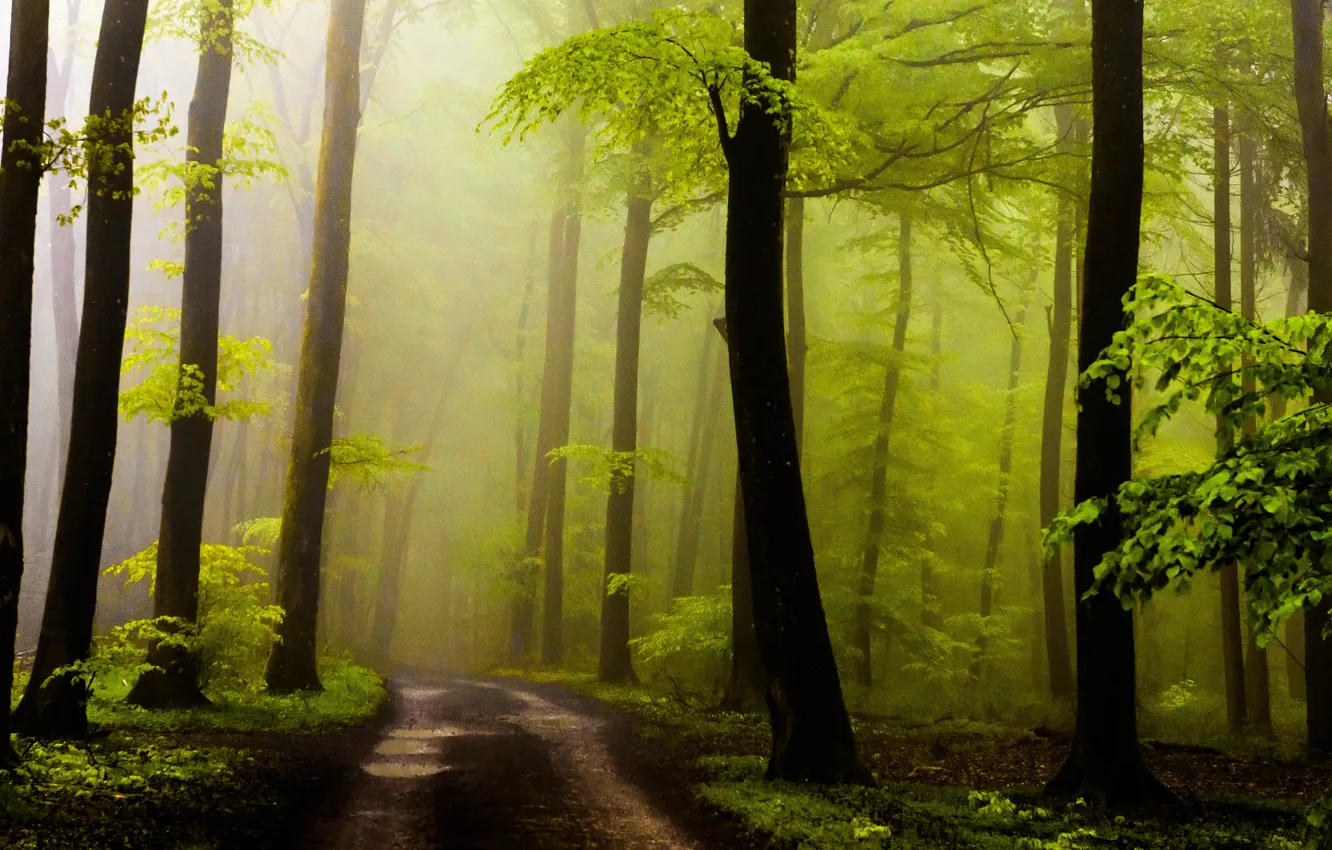 Photo wallpaper road, forest, leaves, the sun, trees, fog